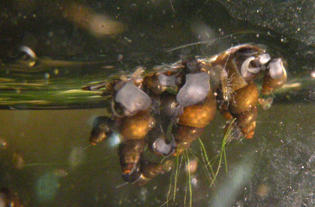 Peschiera di Santa Fiora: Bithynidae?